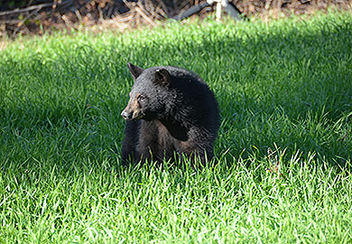 Los biólogos del SCDNR afirman que para lidiar con los problemas de osos en el Upstate es necesario que los vecinos trabajen juntos. Si un vecino escucha que hay un oso en el área, todos deben bajar y retirar los comederos para aves.  (Foto por Greg Lucas/SCDNR)