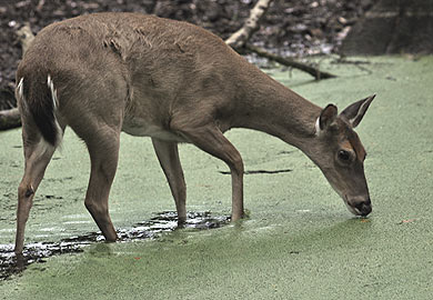 White-tailed deer drinking from a pond