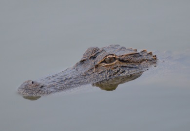 The deadline is June 15 to apply for alligator hunts with S.C. Department of Natural Resources. More than 100,000 alligators live from the Midlands to the coast of South Carolina, and the population is not threatened by the regulated removal of a relatively small number of alligators. (Photo by Scott Lynch)