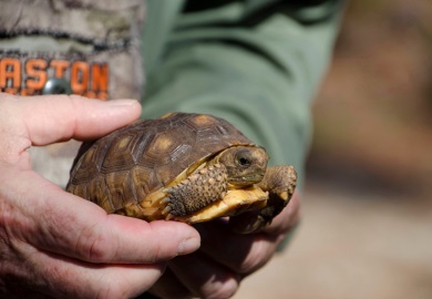 Esta tortuga es parte de un grupo criado en SREL, de huevos colectados en la Reserva de Patrimonio Aiken Gopher Tortoise, en Aiken.