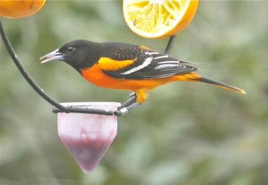 South Carolinians will get a chance to help look for Baltimore orioles, such as this male eating grape jelly at a feeder, during the S.C. Baltimore Oriole Winter Survey Feb. 17-20. (Photo by Cherrie Sneed)