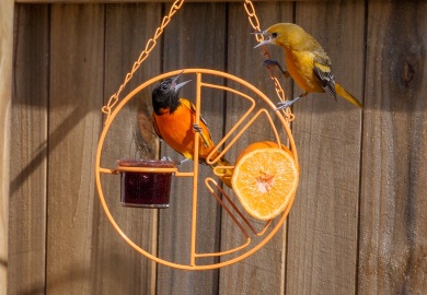 A pair of Baltimore orioles (adult male on left, immature right) prepare to enjoy tasty feeder treats of grape jelly and an orange half. For the fourth year in a row, bird counts have found that South Carolina has the largest number of wintering orioles in the United States. (Photo by David Ramage)