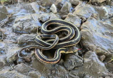 Common garter snake enjoying warm day. (USFWS)