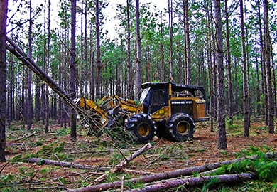 Landowners participating in the program will be paid $150 per acre on top of CRP payments and revenue from timber harvests.