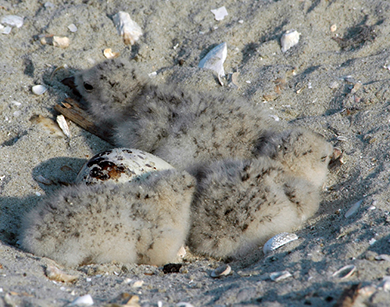 Polluelos de Rayador Americano en su nido; los Rayadores a menudo ponen sus huevos directamente en el suelo, normalmente en islas o en playas remotas. [Foto por Barbara Bergwerf]