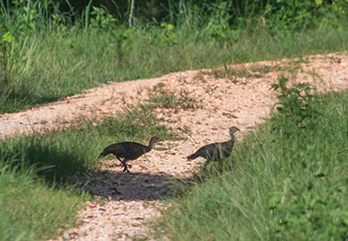 A pair of wild turkey poults approximately 2-3 months old cross a dirt road at the SCDNRs Wateree Heritage Preserve and WMA. South Carolina is noted for having the purest strain of Eastern wild turkeys. Credit: SCDNR photo . 