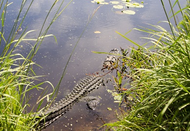 Un aligátor juvenil reposa en la orilla de un estanque en la zona costera.