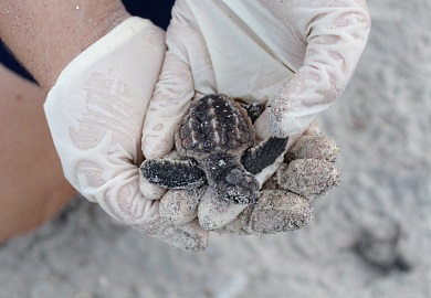 En el 2016, alrededor de 400,000 Tortugas caguama eclosionaron en las playas de Carolina del Sur. (Foto por E. Weeks/SCDNR)