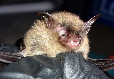 Recientemente, se descubrieron dos murciélagos Miotis Orejón del Norte en el Condado de Beaufort. (Foto por Jason Robinson) 