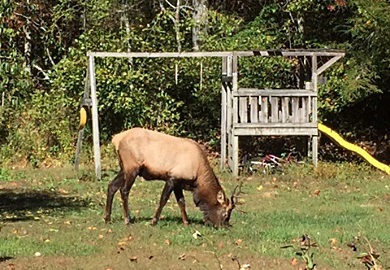 SCDNR officials are asking the public not to feed or approach the elk if they come across it. 