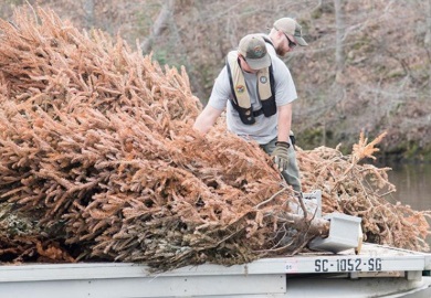 Los árboles de Navidad que son desechados se utilizan como atractores de peces en las represas de Carolina del Sur.