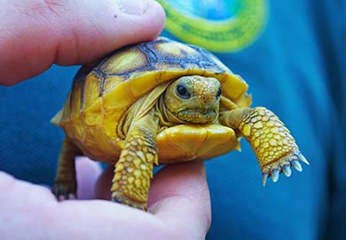 Las tortugas de la Florida se encuentran protegidas en Carolina del Sur y se consideran una especie en peligro de extinción en nuestro estado. (Foto por Kyndel McConchie)