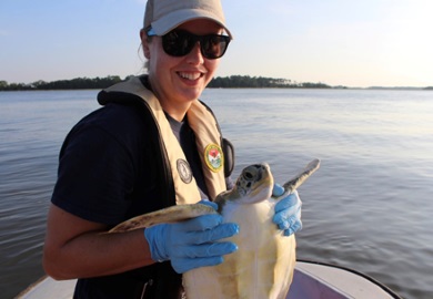La técnica en tortugas marinas del SCDNR, Emma Schultz, se prepara para liberar a la Tortuga Verde 'Gill' en el Stono River. (Foto por E. Weeks/SCDNR)