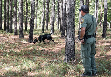K-9 team training in the field. (SCDNR Photo by Taylor Main)