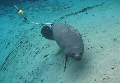This manatee is outfitted with a belted satellite transmitter, which provides important information about a manatee's travels to biologists. (Photo: Clearwater Marine Aquarium Research Institute)