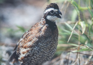 Bobwhite quail standing alert (SCDNR photo by Ted Borg)