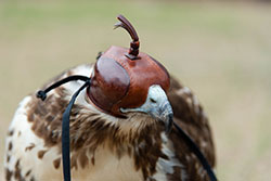 Falcon wearing a hood