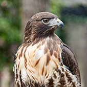 A perched falcon