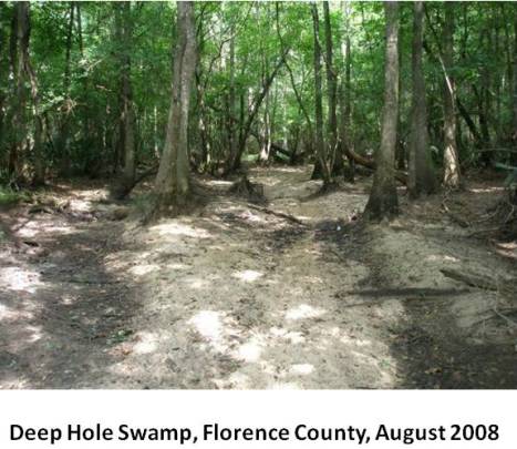 Deep Hole Swamp jpg