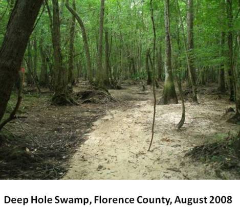 Deep Hole Swamp jpg