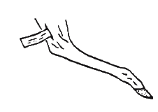 Illustration showing deer tag placement