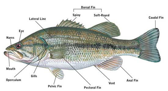 Fish Anatomy Picture