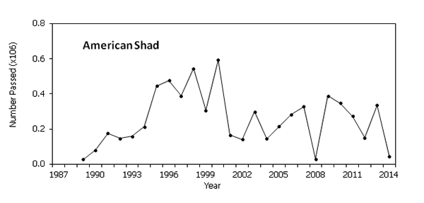 American Shad Graph