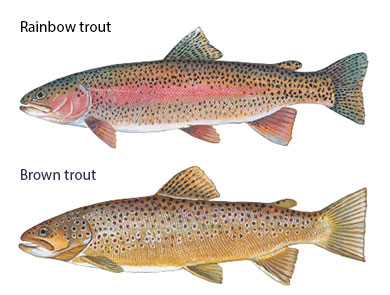 Rainbow and Brown trout species