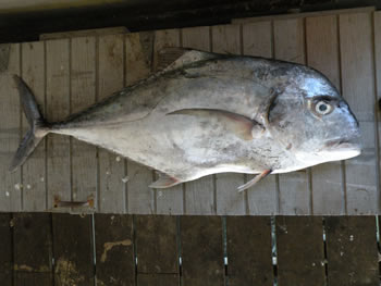 Photograph of African Pompano