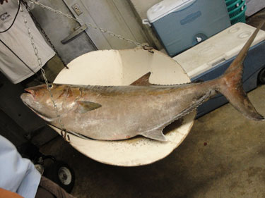 Photograph of Record Amberjack