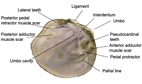 mussel-inner-diagram.jpg