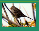 Sparrow