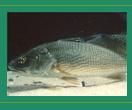 Picture of Reddrum Fish
