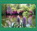 Blooming Wisteria by Lake - photograph by John Foster