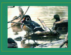 Wood Duck Picture