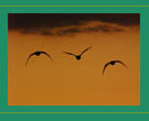 Waterfowl in flight picture