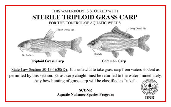 common carp facts. Facts - triploid grass carp: