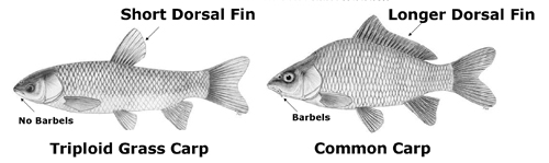 differences between common carp and triploid grass carp