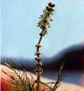 myriophyllum spicatum - eurasian watermilfoil