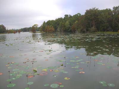 photo od Lily pads in Lake Marion
