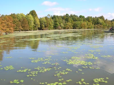 aquatic vegetation on Santee Cooper Lakes