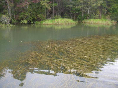 allisinaria  aquatic vegetation on Santee Cooper Lakes