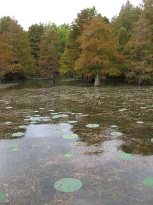 more aquatic vegetation on Santee Cooper Lakes