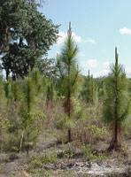 Young Loblolly Pine