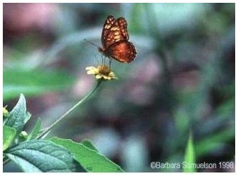 butterfly