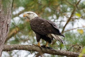 Southern Bald Eagle