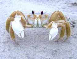 Ghost Crab, Ocypode quadrata