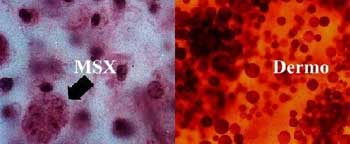 Micrographs of MSX and Dermo