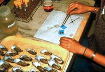 Preparing oysters for disease analysis