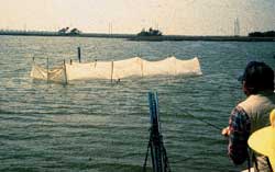 Liftnet in position at high tide